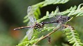 J01_0064 Sympetrum danae in tandem